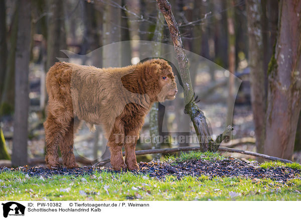 Schottisches Hochlandrind Kalb / Highland Cattle calf / PW-10382