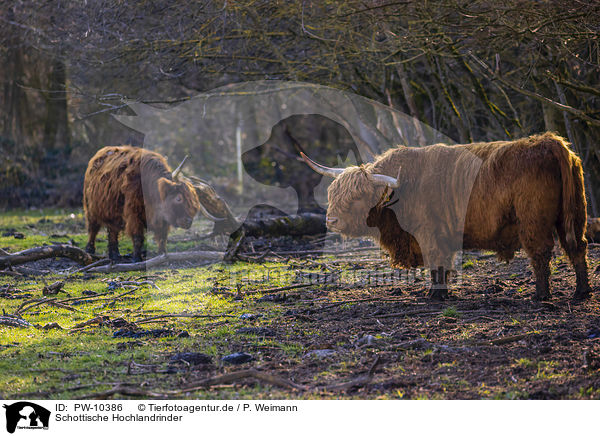 Schottische Hochlandrinder / PW-10386