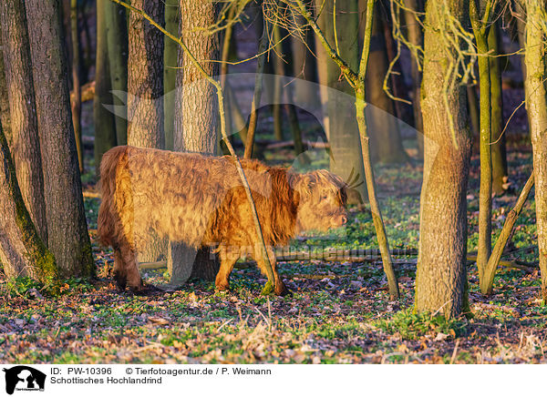 Schottisches Hochlandrind / Highland Cattle / PW-10396