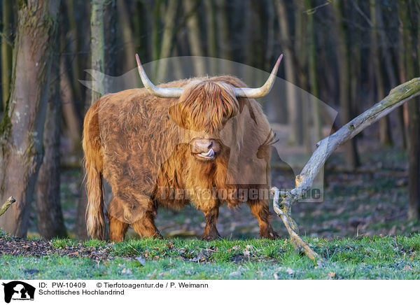 Schottisches Hochlandrind / Highland Cattle / PW-10409
