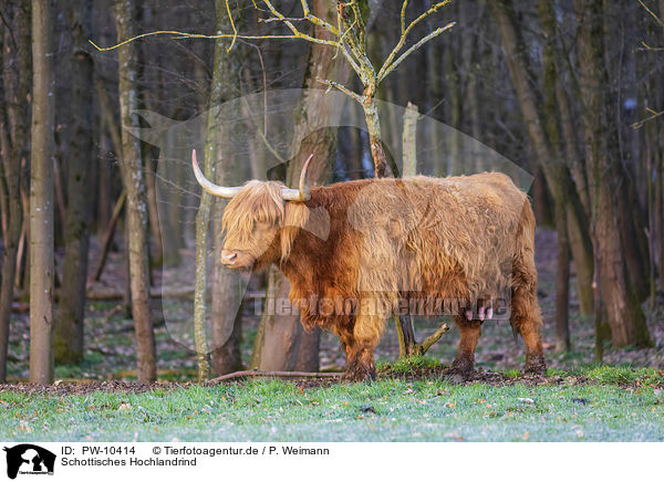 Schottisches Hochlandrind / Highland Cattle / PW-10414