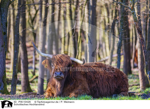 Schottisches Hochlandrind / PW-10426