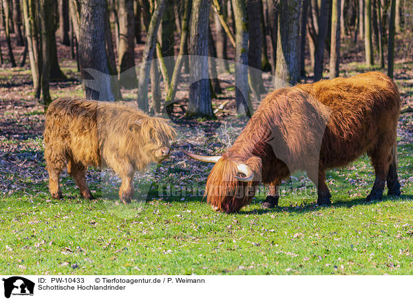 Schottische Hochlandrinder / PW-10433