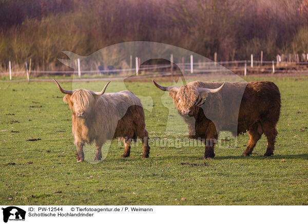 Schottische Hochlandrinder / Highland Cattle / PW-12544