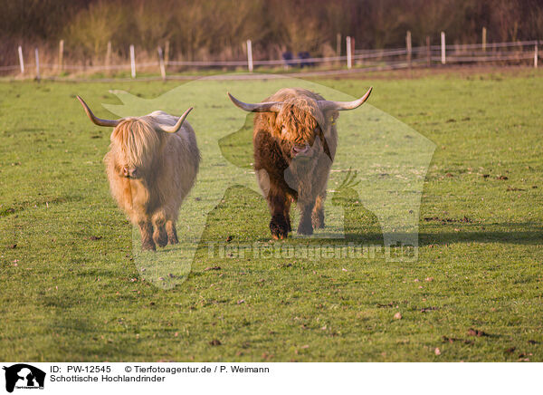 Schottische Hochlandrinder / Highland Cattle / PW-12545