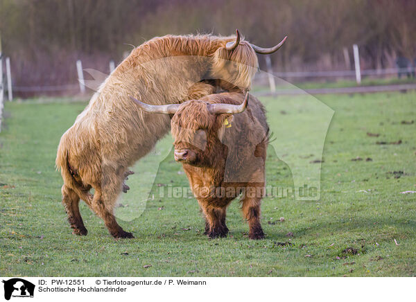 Schottische Hochlandrinder / Highland Cattle / PW-12551