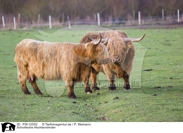 Schottische Hochlandrinder / Highland Cattle / PW-12552