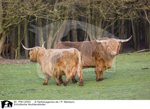 Schottische Hochlandrinder / Highland Cattle / PW-12553