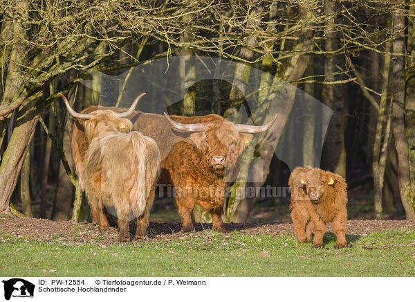Schottische Hochlandrinder / Highland Cattle / PW-12554
