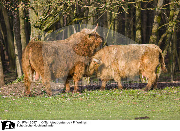 Schottische Hochlandrinder / Highland Cattle / PW-12557