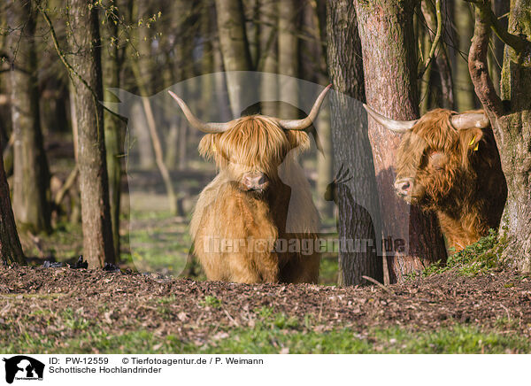 Schottische Hochlandrinder / Highland Cattle / PW-12559