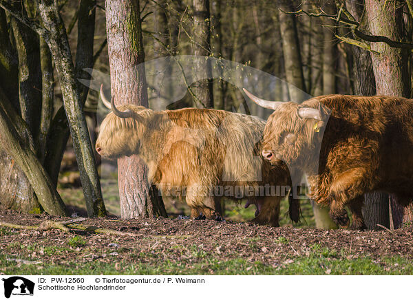 Schottische Hochlandrinder / Highland Cattle / PW-12560
