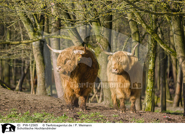 Schottische Hochlandrinder / Highland Cattle / PW-12565