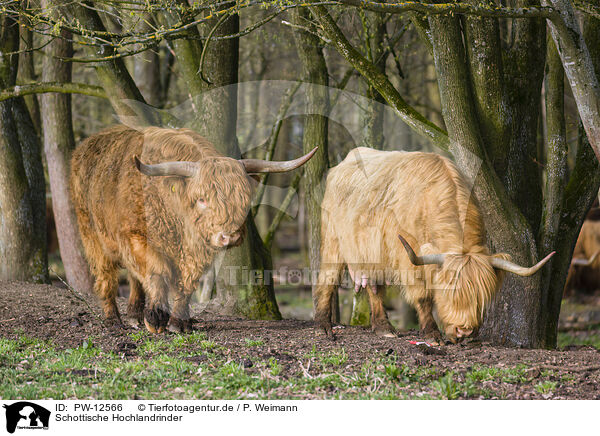 Schottische Hochlandrinder / Highland Cattle / PW-12566