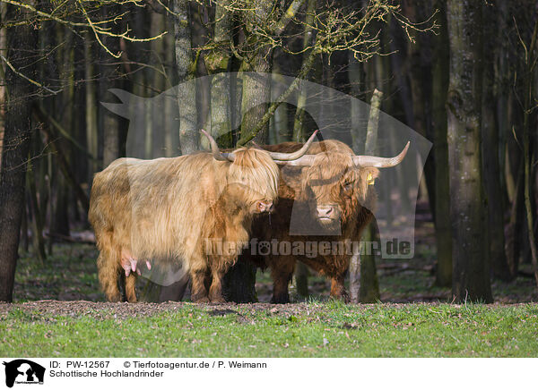 Schottische Hochlandrinder / Highland Cattle / PW-12567