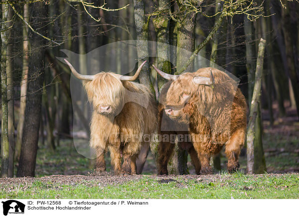 Schottische Hochlandrinder / Highland Cattle / PW-12568