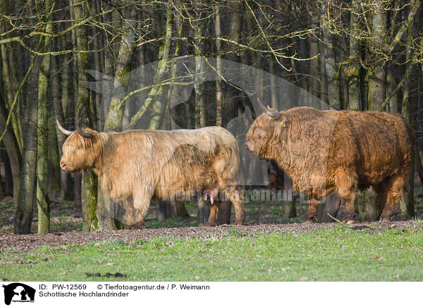 Schottische Hochlandrinder / Highland Cattle / PW-12569