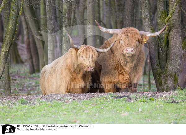 Schottische Hochlandrinder / Highland Cattle / PW-12570