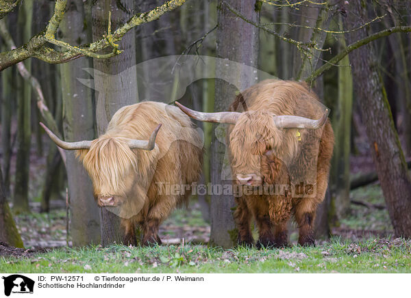 Schottische Hochlandrinder / Highland Cattle / PW-12571