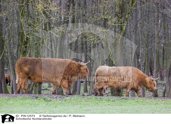 Schottische Hochlandrinder / Highland Cattle / PW-12574