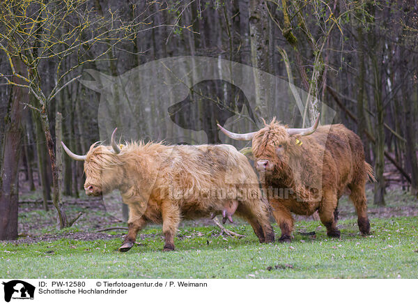 Schottische Hochlandrinder / Highland Cattle / PW-12580