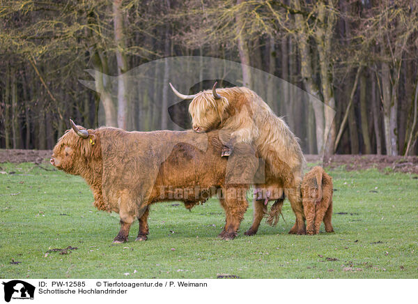 Schottische Hochlandrinder / Highland Cattle / PW-12585