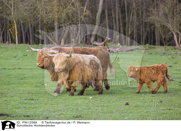 Schottische Hochlandrinder / PW-12588