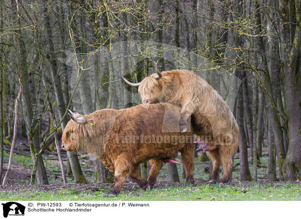 Schottische Hochlandrinder / Highland Cattle / PW-12593