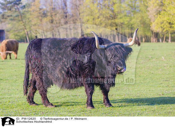 Schottisches Hochlandrind / Highland Cattle / PW-12620