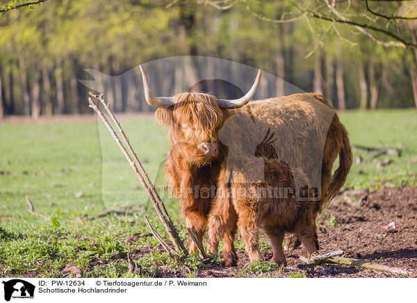 Schottische Hochlandrinder / Highland Cattle / PW-12634