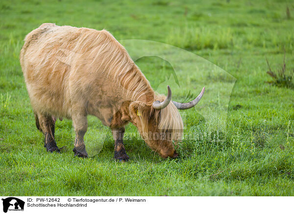 Schottisches Hochlandrind / Highland Cattle / PW-12642