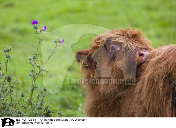 Schottisches Hochlandrind / Highland Cattle / PW-12648