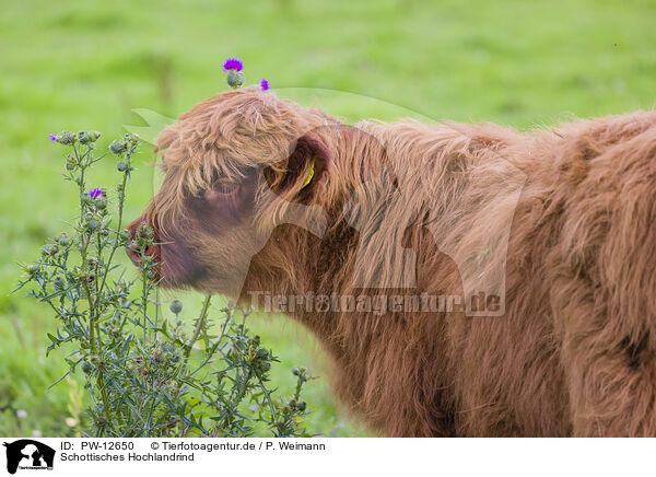 Schottisches Hochlandrind / Highland Cattle / PW-12650