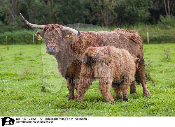 Schottische Hochlandrinder / PW-12652