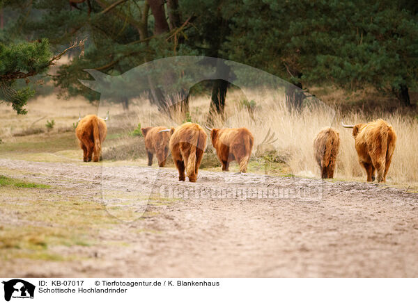 Schottische Hochlandrinder / Highland Cattle / KB-07017