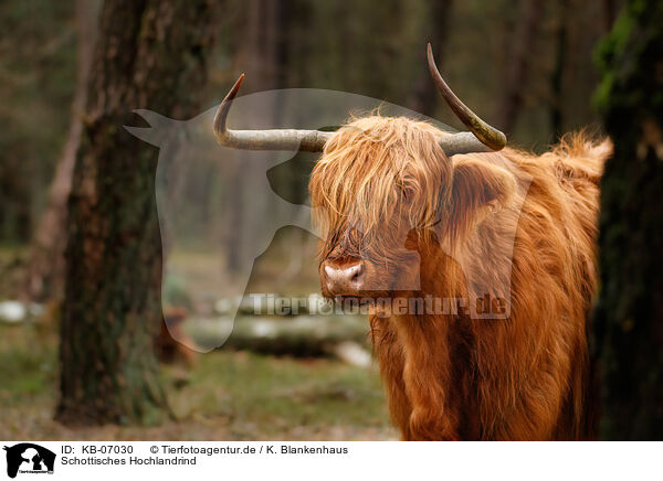 Schottisches Hochlandrind / Highland Cattle / KB-07030