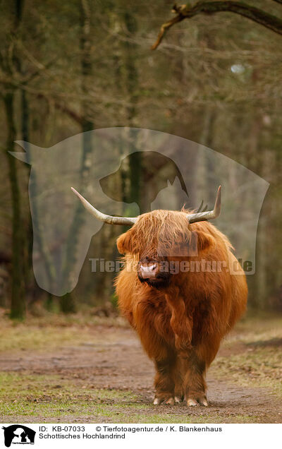 Schottisches Hochlandrind / Highland Cattle / KB-07033
