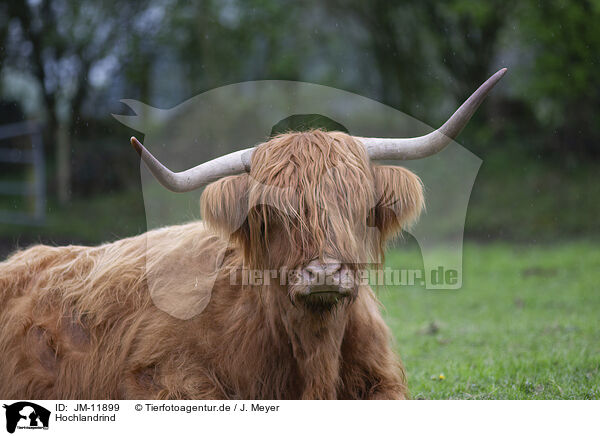 Hochlandrind / Highland cattle / JM-11899