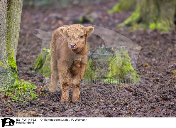 Hochlandrind / Highland cattle / PW-14762