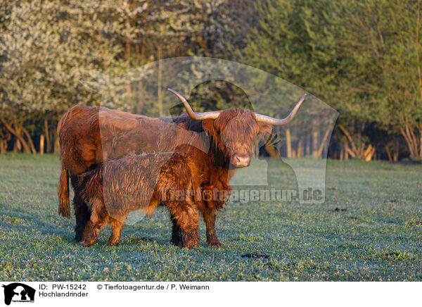 Hochlandrinder / Highland cattle / PW-15242
