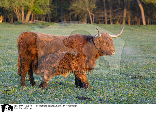 Hochlandrinder / Highland cattle / PW-15245