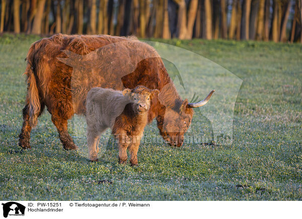 Hochlandrinder / Highland cattle / PW-15251