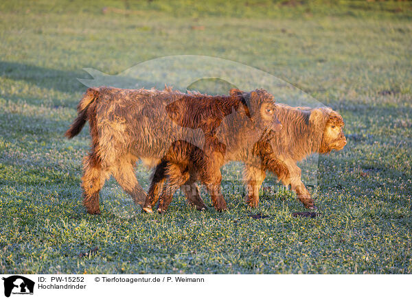 Hochlandrinder / Highland cattle / PW-15252