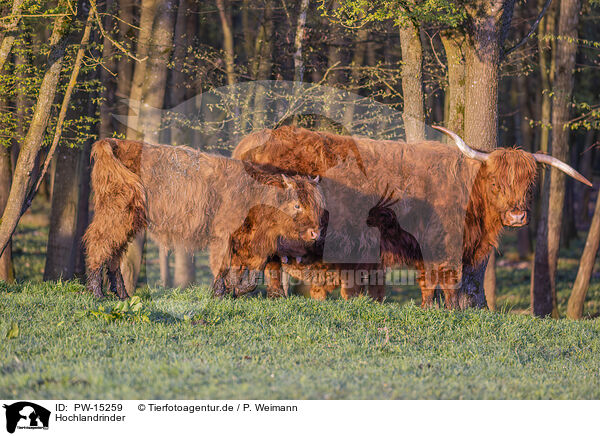 Hochlandrinder / Highland cattle / PW-15259