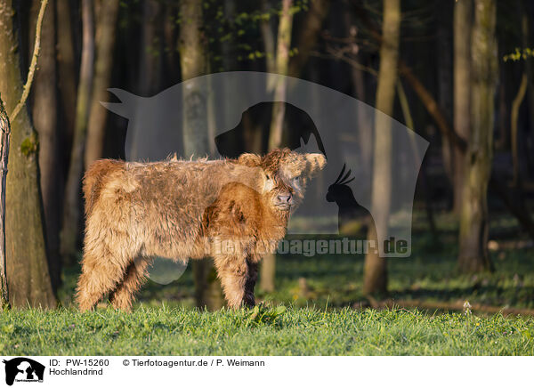 Hochlandrind / Highland cattle / PW-15260