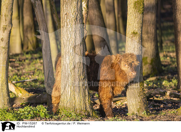 Hochlandrind / Highland cattle / PW-15267