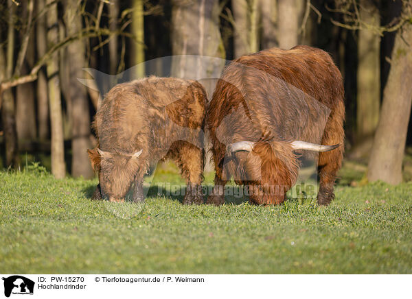 Hochlandrinder / Highland cattle / PW-15270