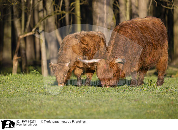 Hochlandrinder / Highland cattle / PW-15271