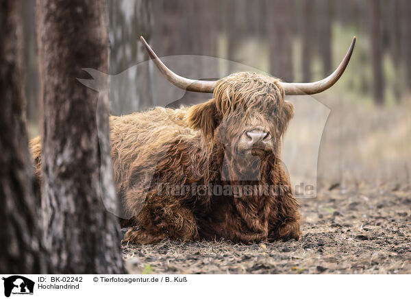 Hochlandrind / Highland cattle / BK-02242