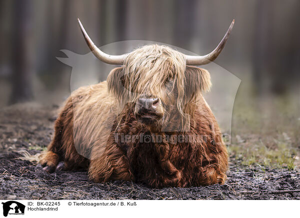 Hochlandrind / Highland cattle / BK-02245